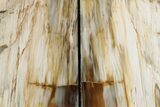 Tall Colorful Petrified Wood Bookends - Washington #382173-2